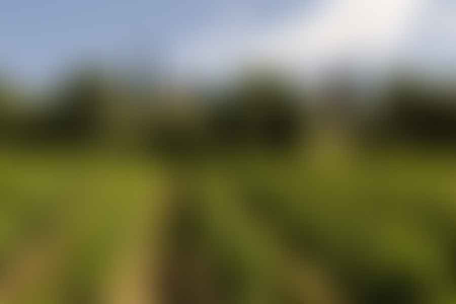 Italian vineyard seasonal menu
