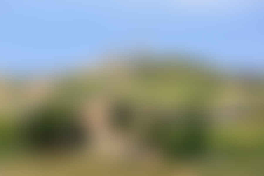 Scenic view of the rolling hills and vineyards in Tuscany, Italy